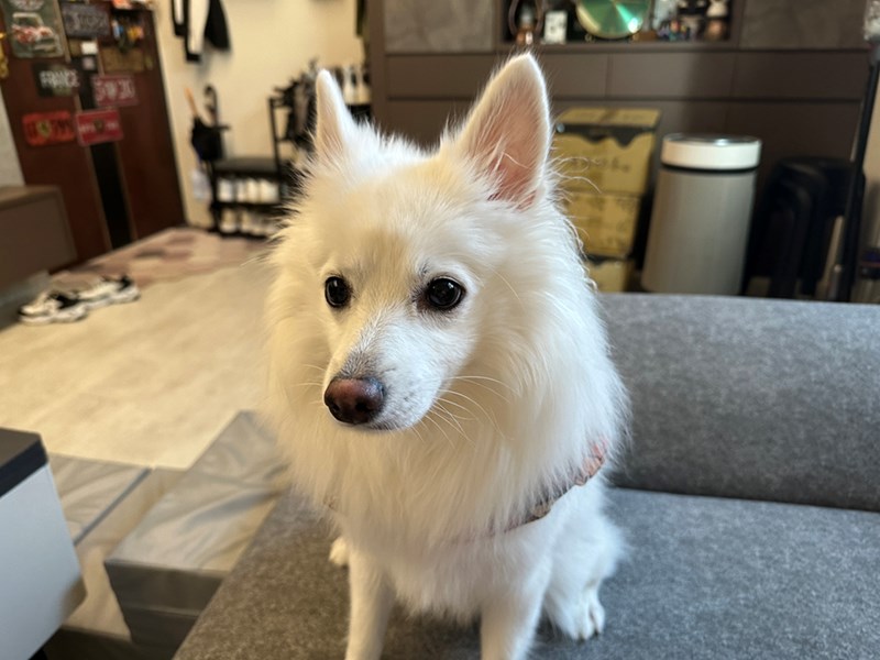 女人知己試用大隊,口碑行銷,部落客行銷,Downy Belly毛肚子,Downy Belly 保濕滋養胺基酸洗毛精,紅球薑淨膚配方,Downy Belly 保濕滋養胺基酸洗毛精-紅球薑淨膚配方,洗品天生防禦力，皮膚天生就很強,除了洗乾淨，其他的真的先不用,胺基酸清潔因子,好的界面活性劑，才能好洗,好沖淨,不易殘留,適量的細緻泡泡,狗貓皆適用,加拿大毒物學家安全把關,100%環保回收料再製瓶器,零廢棄為目標,低敏洗毛精,寵物訓練師好評,Downy Belly毛肚子,Downy Belly 皮膚救急胺基酸洗毛精,IPMP舒緩配方,Downy Belly 皮膚救急胺基酸洗毛精-IPMP舒緩配方,洗品天生防禦力,皮膚天生就很強,除了洗乾淨,其他的真的先不用,胺基酸清潔因子,APG+胺基酸清潔因子,IPMP高安全的成分,好的界面活性劑,才能好洗、好沖淨、不易殘留,適量的細緻泡泡,狗貓皆適用,加拿大毒物學家安全把關,100%環保回收料再製瓶器,零廢棄為目標,低敏洗毛精,寵物訓練師好評